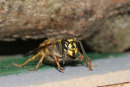 06-3540 Common Wasp (Vespula vulgaris) Queen Emerging from Hibernation